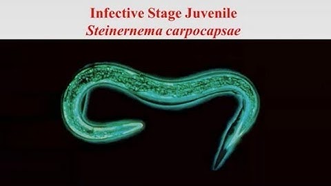 Infection Behaviors of Parasitic Nematodes: The Story of the Slithering Herd