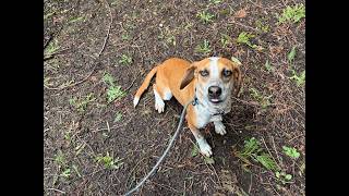 [ADOPTED] Ray - Adoptable at Dog Gone Seattle