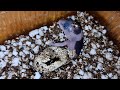 Две маленьких печеньки Орео. Рождение гекконов гемитекониксов