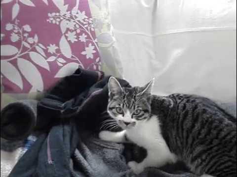 毛布を吸う猫 Cat Sucking Blanket Youtube
