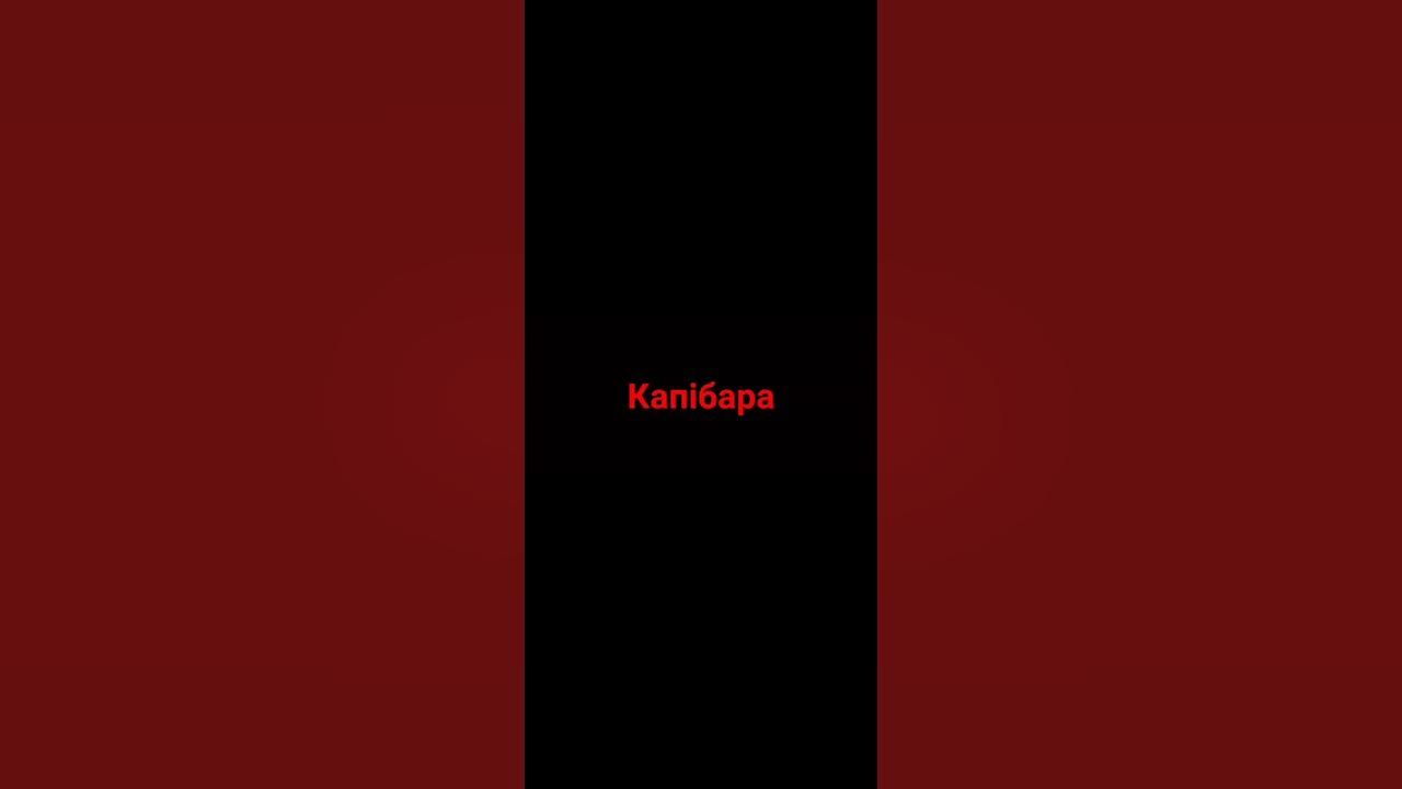 Капібара - YouTube