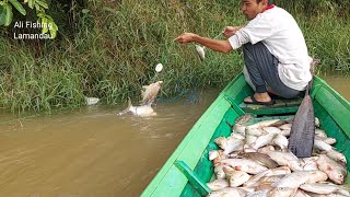 PANEN IKAN TAWES KETIKA AIR SUNGAI KEMBALI NAIK