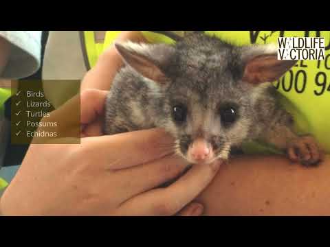 Wildlife Victoria basic