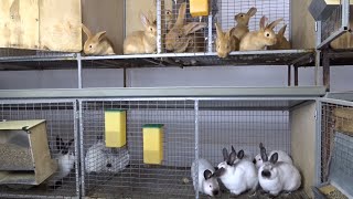 Профилактика кокцидиоза, вакцинация и порядок мероприятий на кроликоферме Моряк