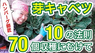 芽キャベツの育て方 その１ 70個収穫にむけて 10の法則 狭い庭で家庭菜園 Youtube