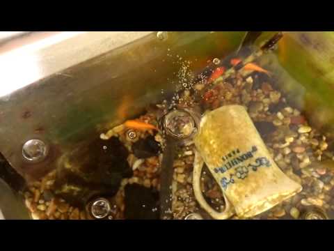 金魚 一 箇所 に 集まる 金魚 一 箇所 に 集まる