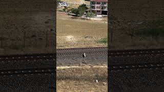 Dog on Railway Avoids Incoming Train Last Second