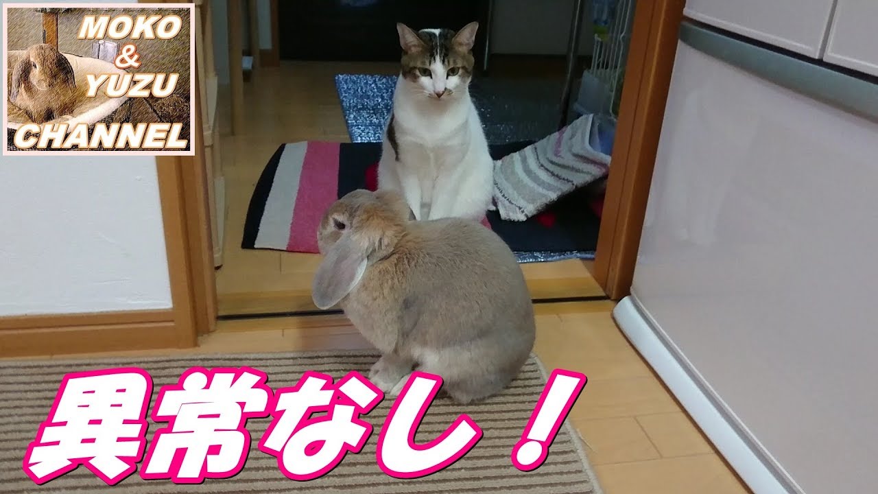 Cat Watching Rabbits うさぎを見守る猫 パートⅢ(モコ&マロン)A cat watching rabbits part Ⅲ - YouTube