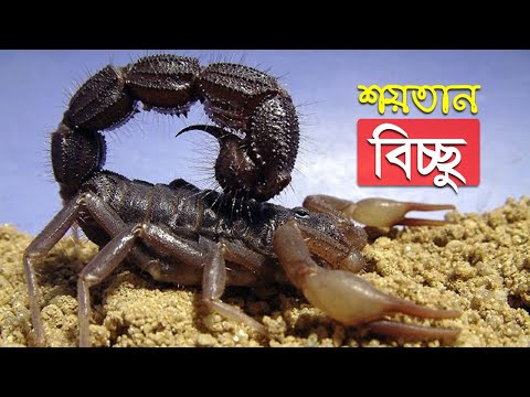 বিশ্বে অবাক করার মতো ভয়ানক কিছু বিচ্ছু 🦂 Terrible Scorpion in the World