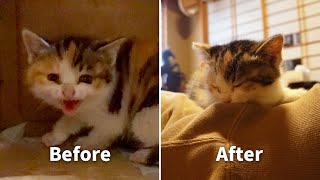 My taking kitten who had hissed me in the first day.But after 5days she is...