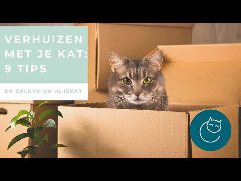 Video: Verhuizen Met Een Kat