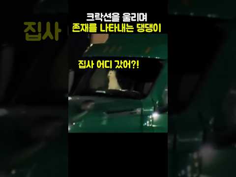 집사가 안 보이자크락션을 울린 강아지 #강아지 #웃긴강아지 #코믹 #귀여운 thumbnail