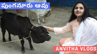 Miniature Indian Cow in Farm House | Anvitha Vlogs | Punganur Cow | Miniature Dwarf | Andhra Pradesh