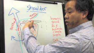 Basic Shoulder Anatomy: Part 1