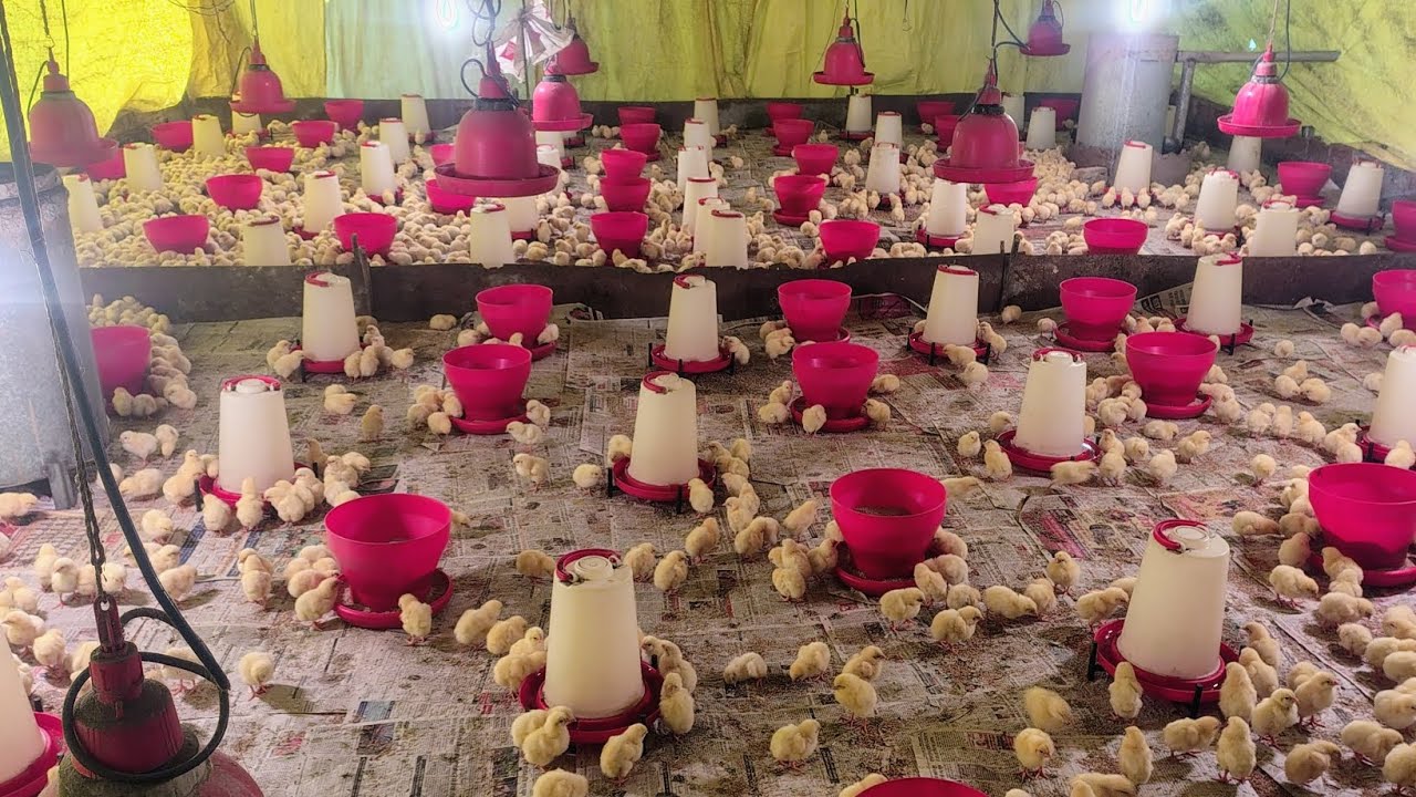 सर्दी के दिन में चिक्स का #प्लेसमेंट कैसे करें ll #नए-पोल्ट्री-फार्म-के-लिए_कॉल_8896371168 🐣🐣🐣
