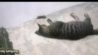 aksi kucing menangkap tikus // cats vs mouse