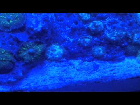 Loads Of Zoanthids,