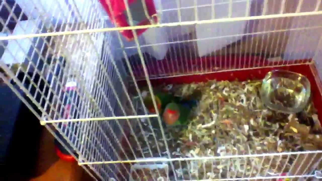 love birds hot chicken Lovebird eggs!