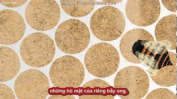 TED Ed Vietsub Tại sao tổ ong mật có hình lục giác    Zack Patterson & Andy Peterson