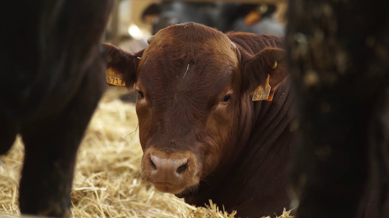 Bem-estar animal na Best Farmer | Jerónimo Martins Agro-Alimentar