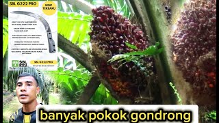 Panen sawit disini banyak pokok gondrong