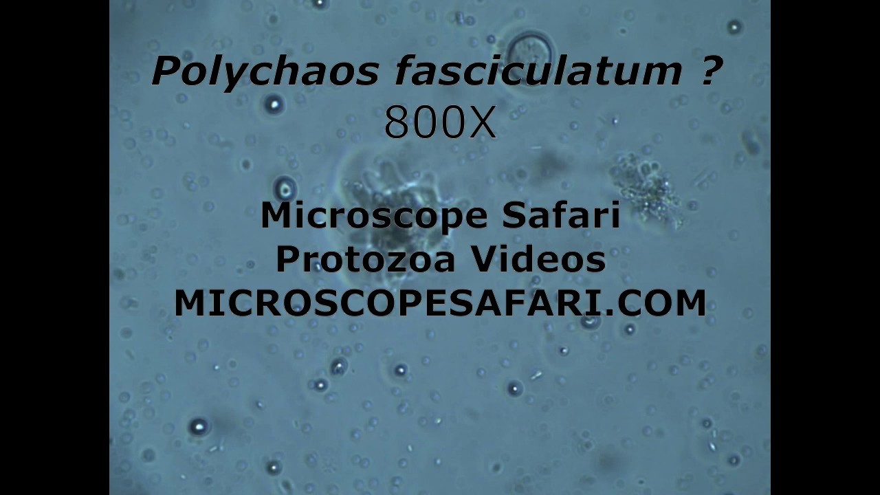 Polychaos fasciculatum ?