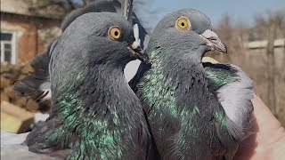 Николаевские голуби с.Маячка Славянский р-н.  Пришла весна 1ч.