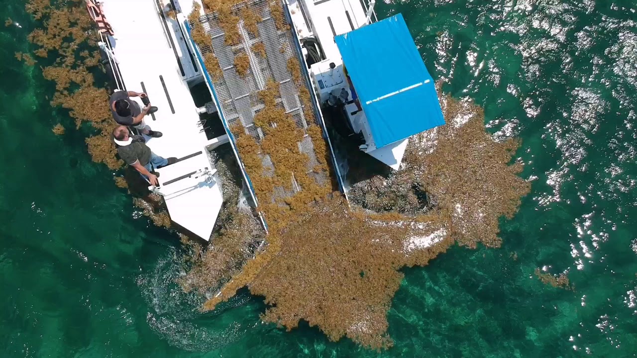 Recolección de sargazo en Quintana Roo