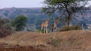 A Reign at Risk: The Indian Grey Wolf and the Grasslands of Saswad