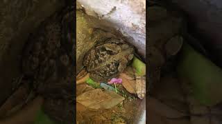 Frog Humour TikTok osmarbarrientos03