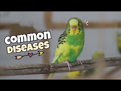 Video: How To Identify Disease In A Budgerigar