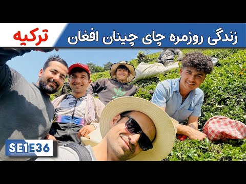 Daily Life:  A day in the life of an Afghan tea picker SE1E36