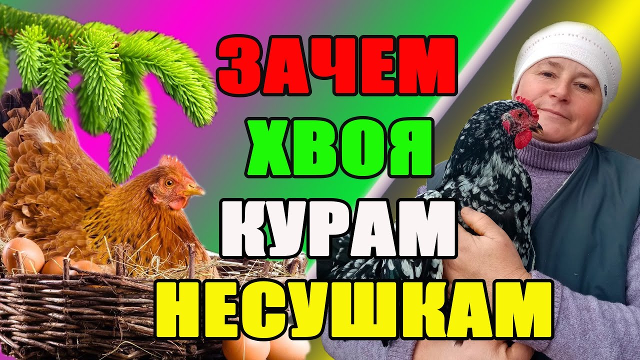 Зачем ХВОЯ курам несушкам. Как добавлять хвою в питание кур и кроликов.