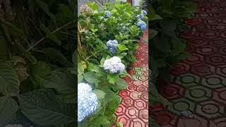Bunga Hortensia #rejanglebong #bengkulu