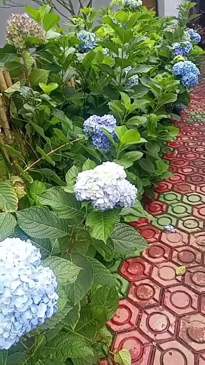 Bunga Hortensia #rejanglebong #bengkulu