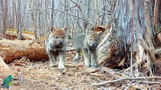 What happens after wolves abandon a den...