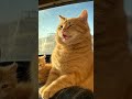 The Last Trip: A Chubby Cat's Dump Truck Journey #trending #shortfeed #youtubeshorts #ytshorts