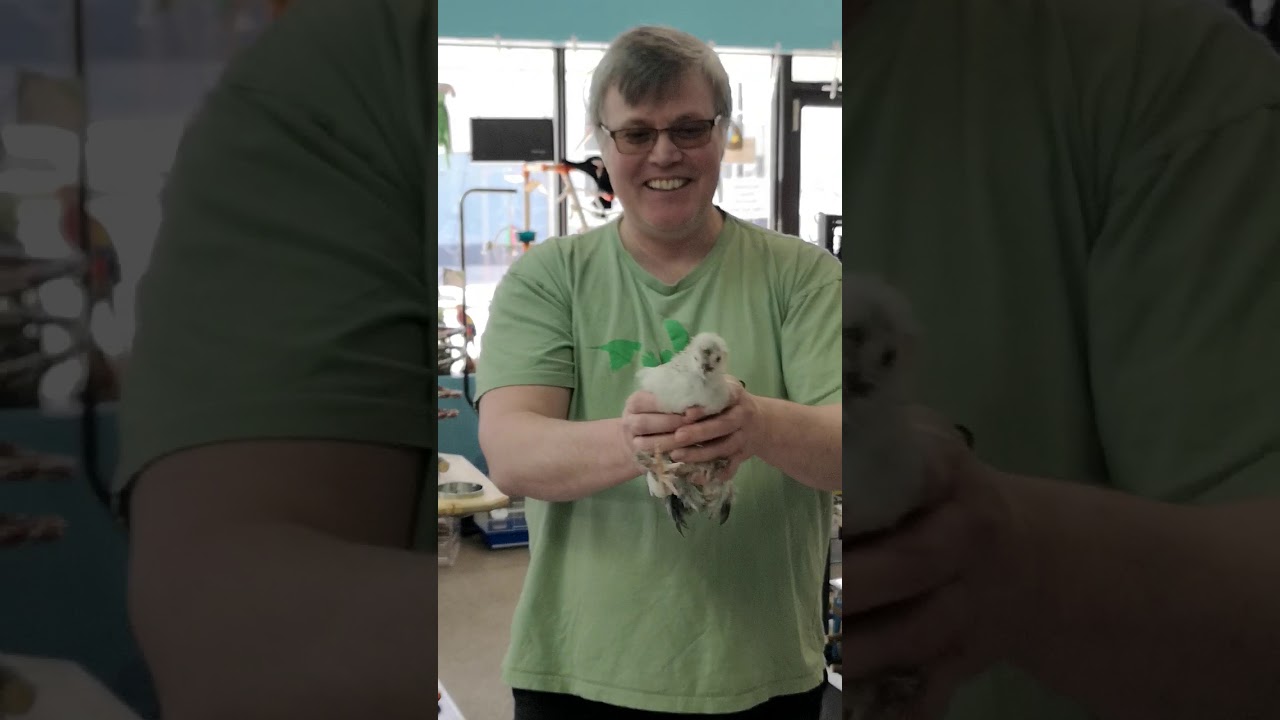 Meika's Bird House presents: Attila The Mystic Chicken