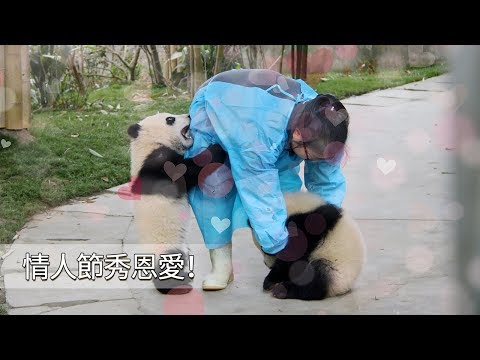 《熊貓主題趴》情人節秀恩愛！奶爸奶媽和胖達們的親親時間到~ | iPanda