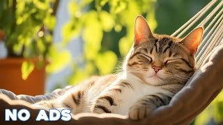 12 Hours Of Music For Cat to Fall Into Deep Sleep🐈Stress Relief ♬Heal Stress For Cat Soothing Piano by Healing Cat Music 19,656 views 7 days ago 12 hours