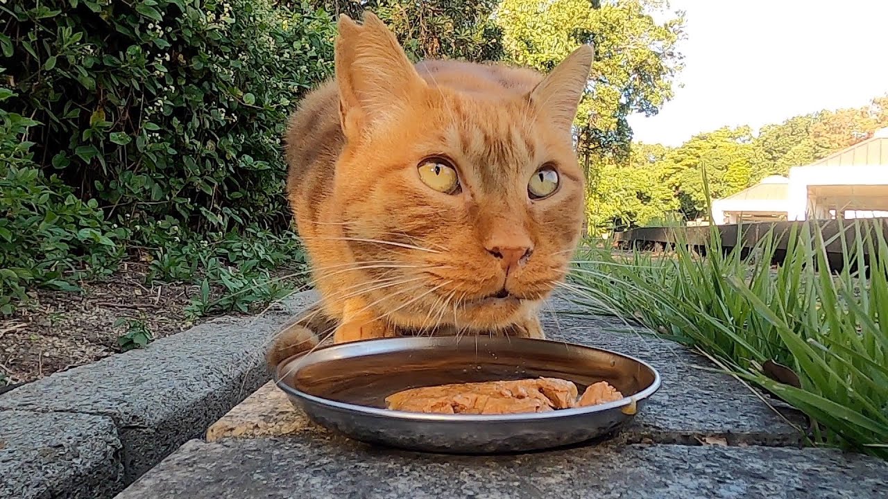 茶猫と黒猫に給餌すると美味しそうに食べた。When I fed a brown cat and a black cat, they ate ...