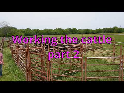 working the cattle part 2! #cattlefarm #cattleworld #cattle #cattlefarming #cattlemarket #subscribe
