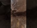 Galaxy AI - Dead body and roach infestation