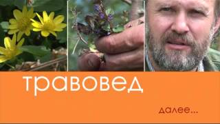 Травовед. Кувшинки. Рассказывает Моряков Сергей Викторович Травовед. Кувшинки. Рассказывает Моряков Сергей Викторович