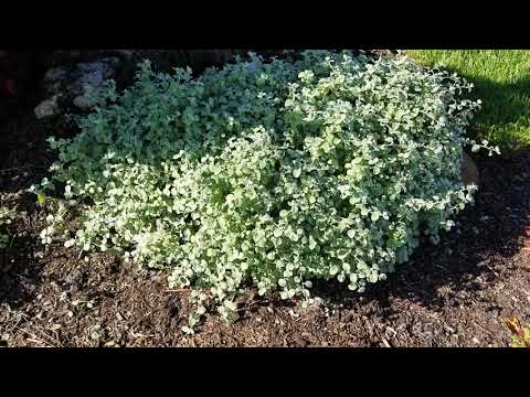 Licorice Plant, Helichrysum petiolare