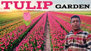 Tulip Garden Kashmir Tulip Garden Kashmir 2024