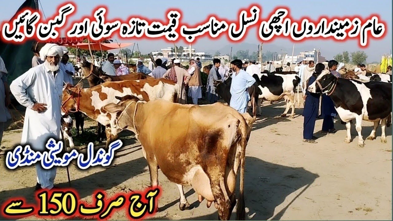 Today Gondal Mandi latest update 02 March2026!Low and Middle MilkingCows!khankrej cow for sale!#cow
