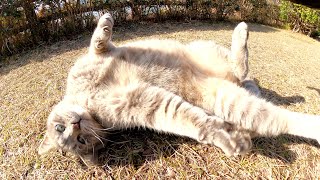 丸々と太った灰色猫をモフっていたら、突然ゴロンゴロンと転がりだした