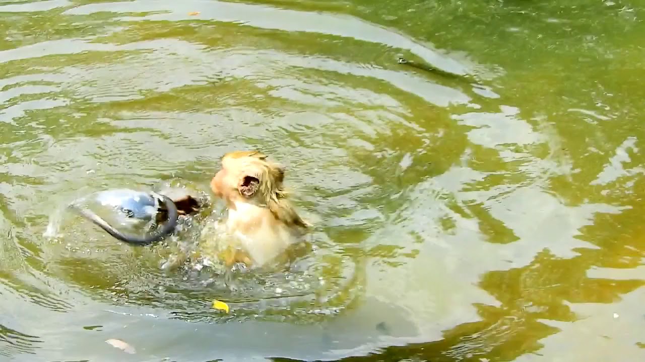 newborn monkey pet Monkey swimming in pool happy Swim