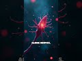How Myelin Supercharges Brain Signals